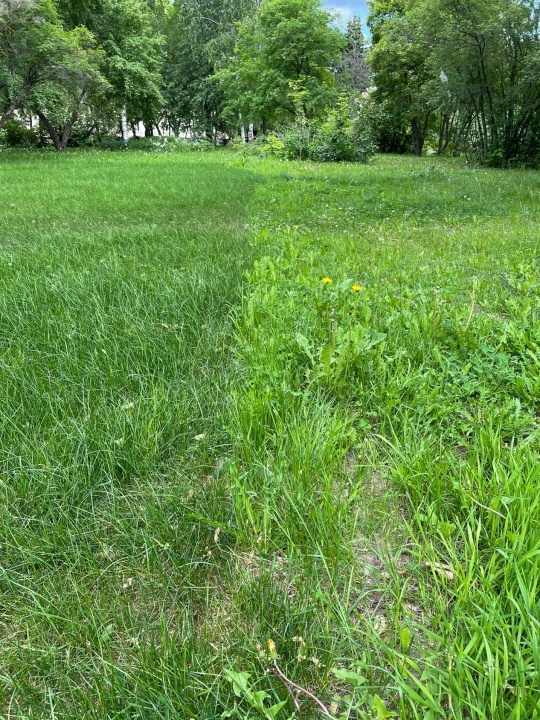 Трава у памятника Сахарову.jpg